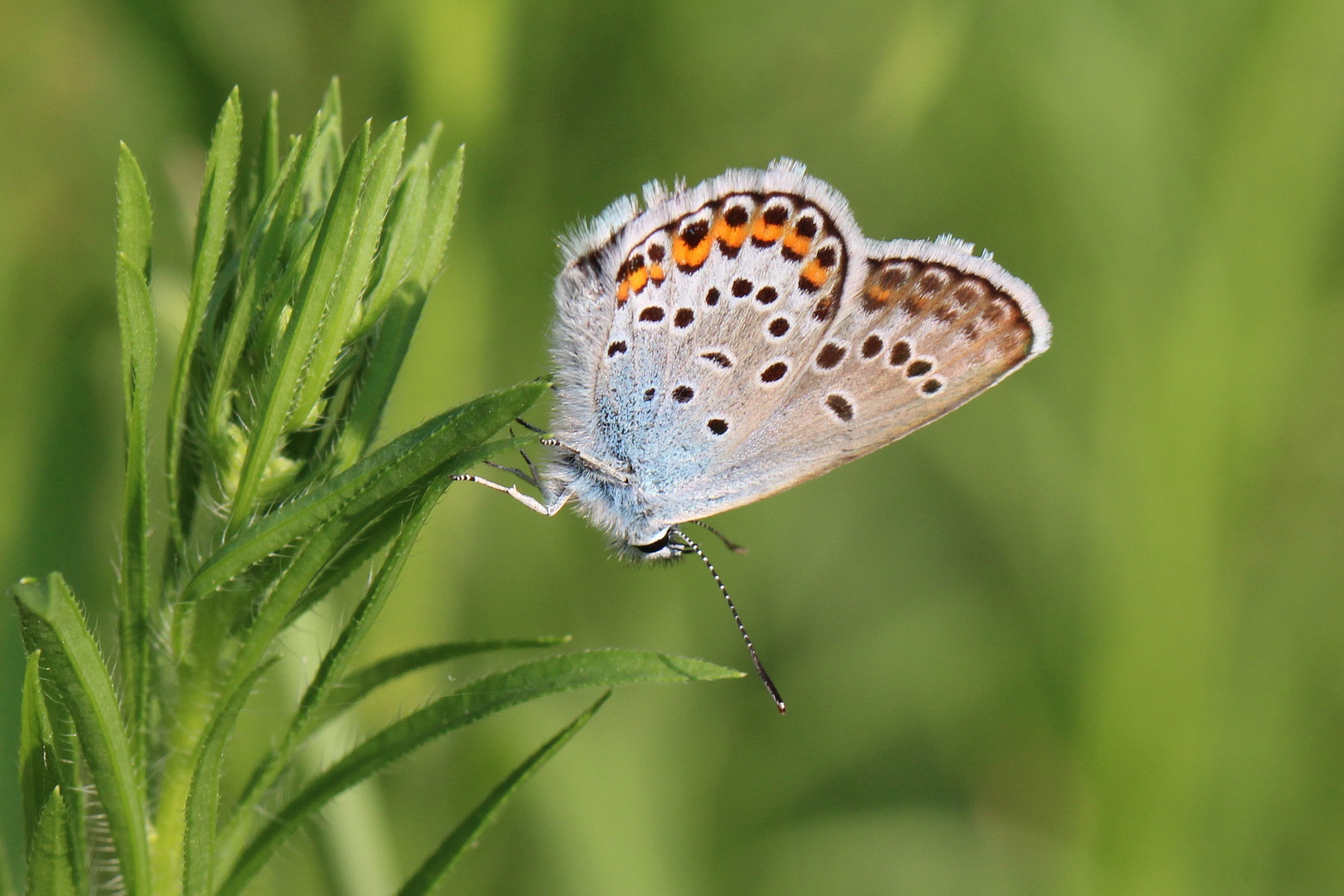 Plebejus argus