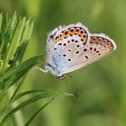 Plebejus argus