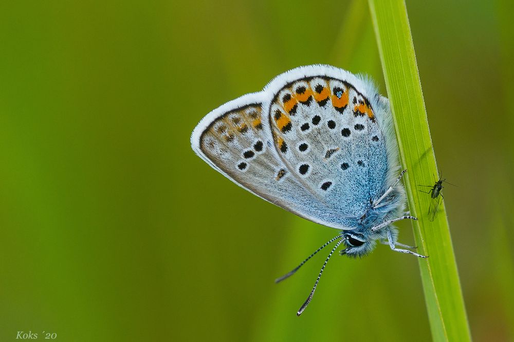 Plebejus argus der Schöne