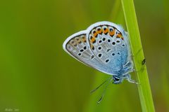 Plebejus argus der Schöne