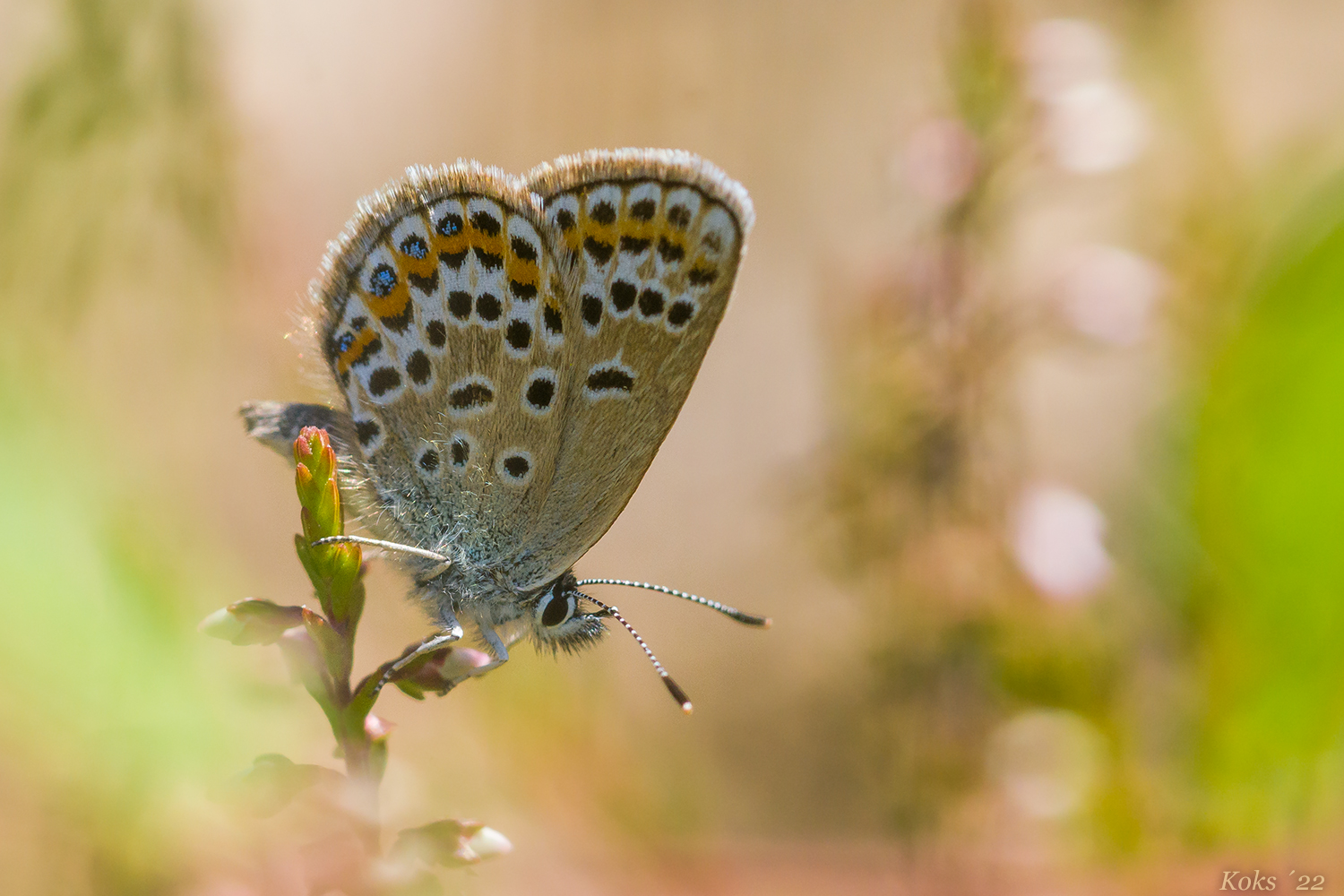 Plebejus argus die Zweite