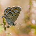 Plebejus argus die Zweite