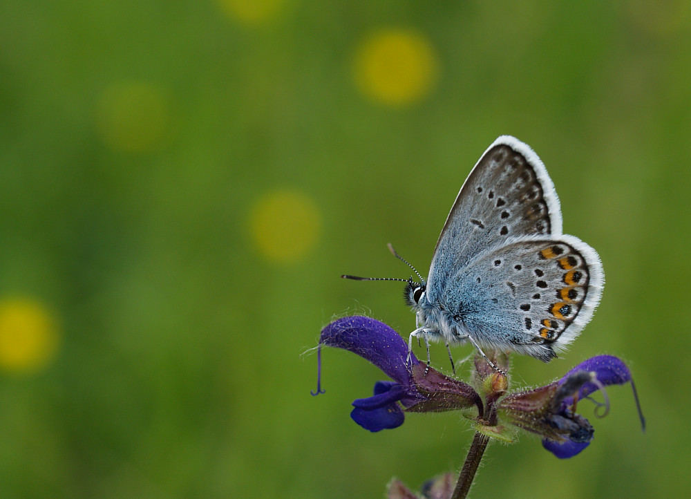 Plebejus argus