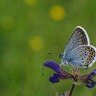 Plebejus argus