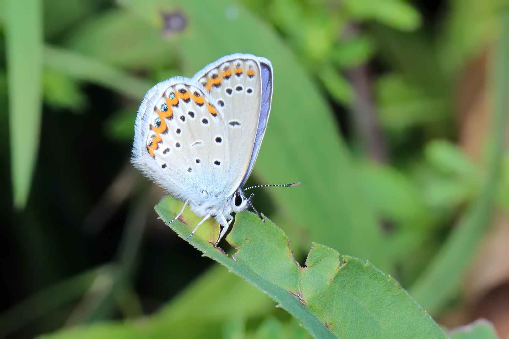 Plebejus argus