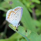 Plebejus argus