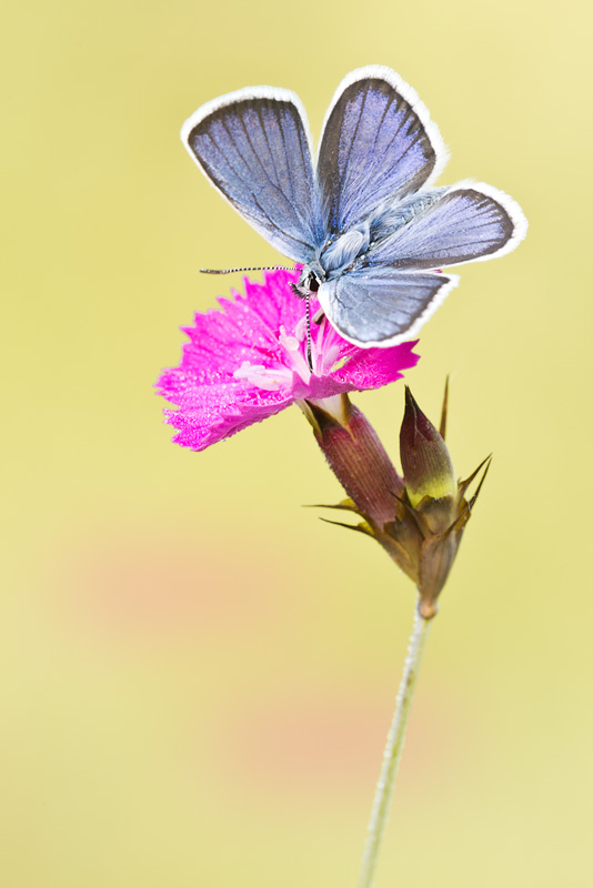 Plebejus argus