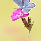 Plebejus argus