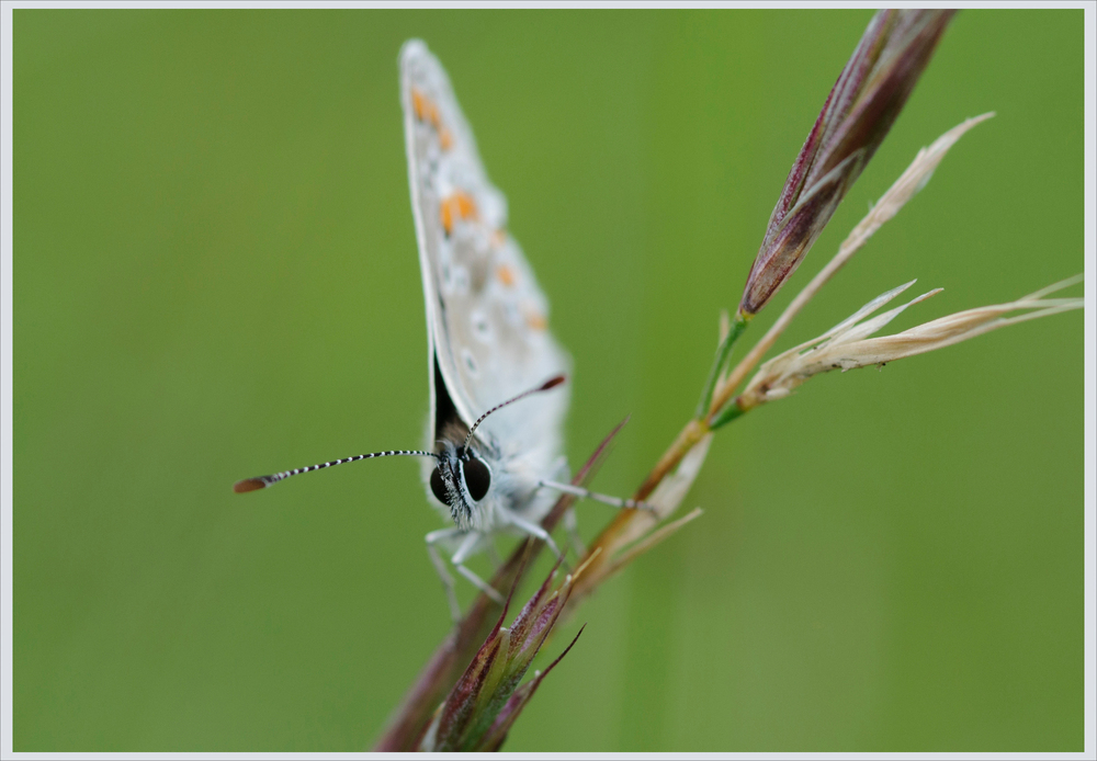 Plebejus argus