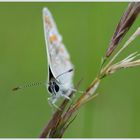 Plebejus argus