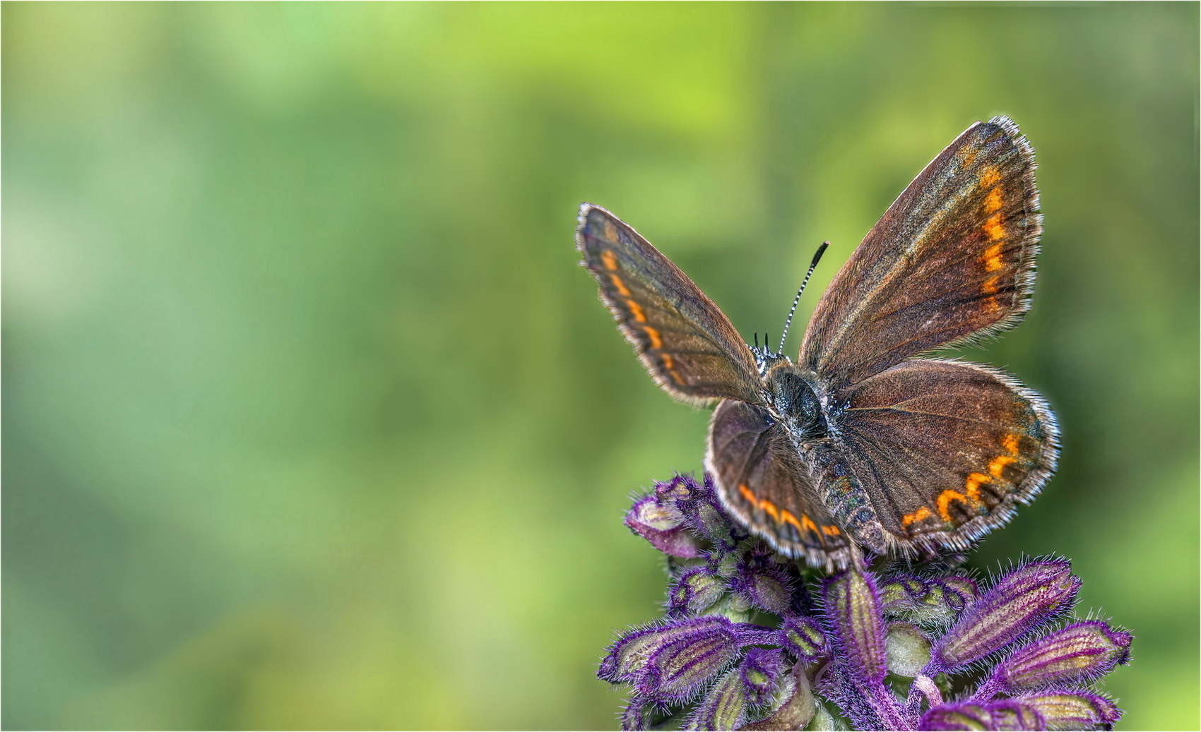 Plebejus argus (female)