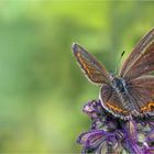 Plebejus argus (female)