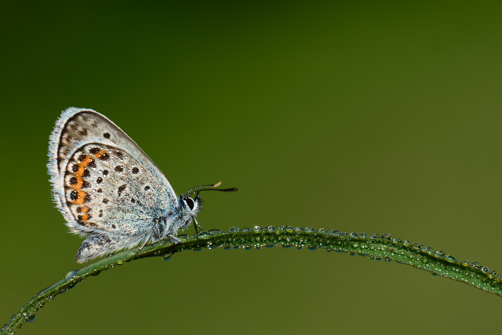 Plebejus argus » Silver-studded Blue