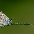 Plebejus argus » Silver-studded Blue