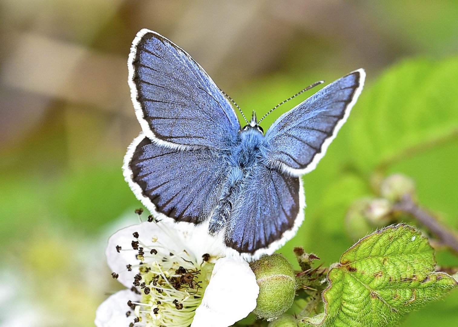 Plebejus argyrognom