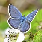 Plebejus argyrognom