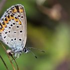 Plebejus argyrognomon