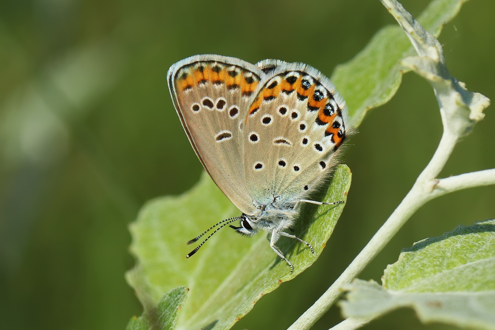 Plebejus argyrognomon