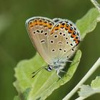 Plebejus argyrognomon