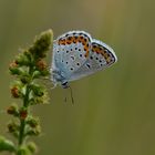 Plebejus argyrognomon , Reverdin-s blue