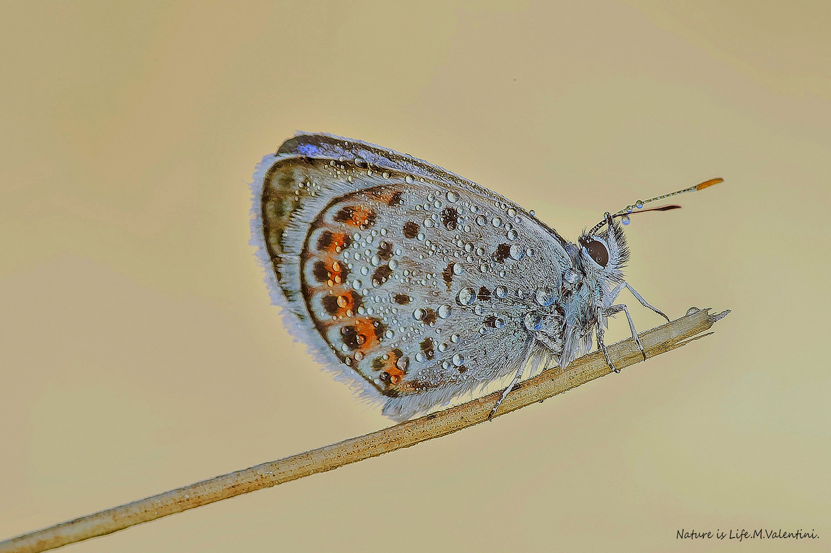 Plebejus Idas.