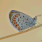 Plebejus Idas.