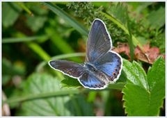 Plebejus idas