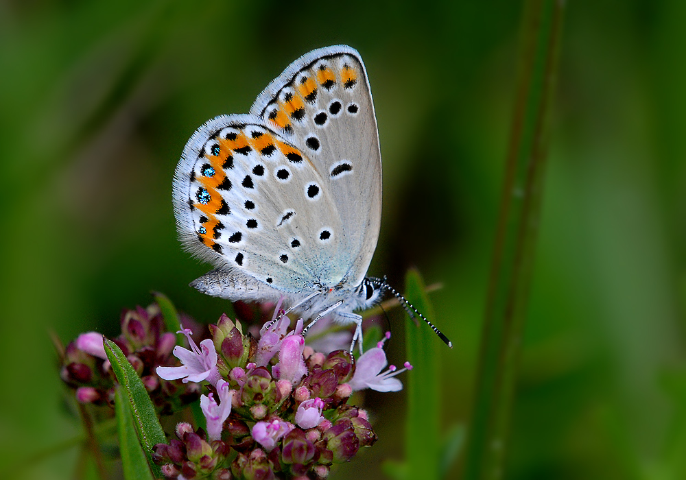 Plebejus idas