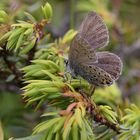 Plebejus optilete