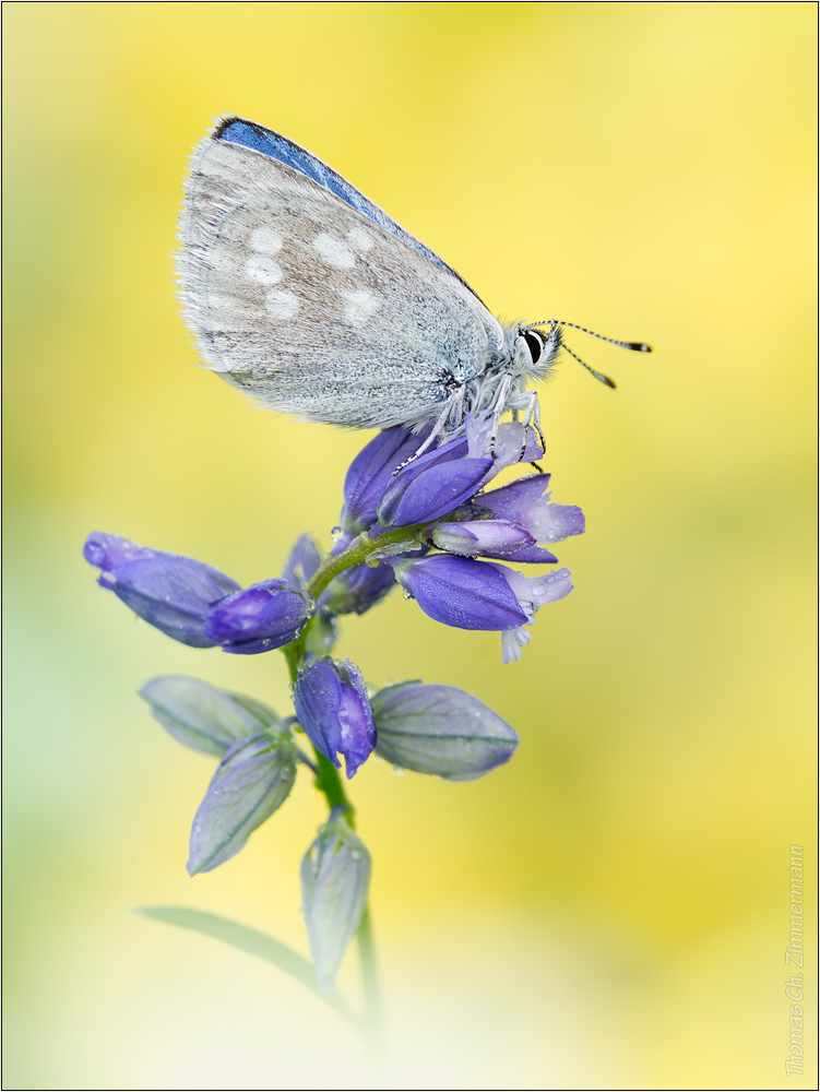 Plebejus orbitulus ...