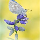 Plebejus orbitulus ...