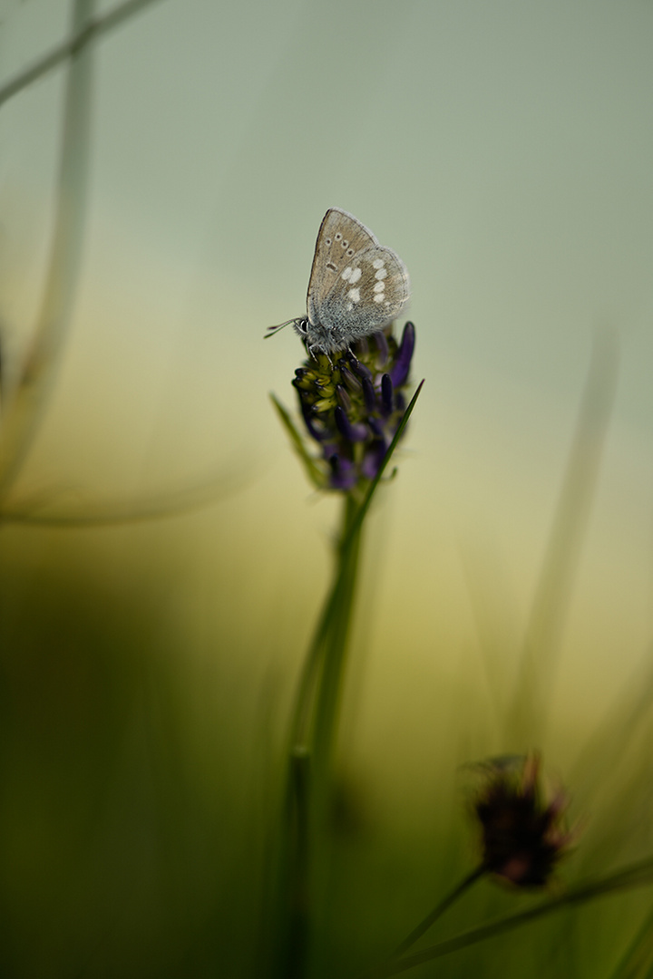 Plebejus orbitulus, der unscheinbare Alpenbewohner