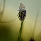 Plebejus orbitulus, der unscheinbare Alpenbewohner