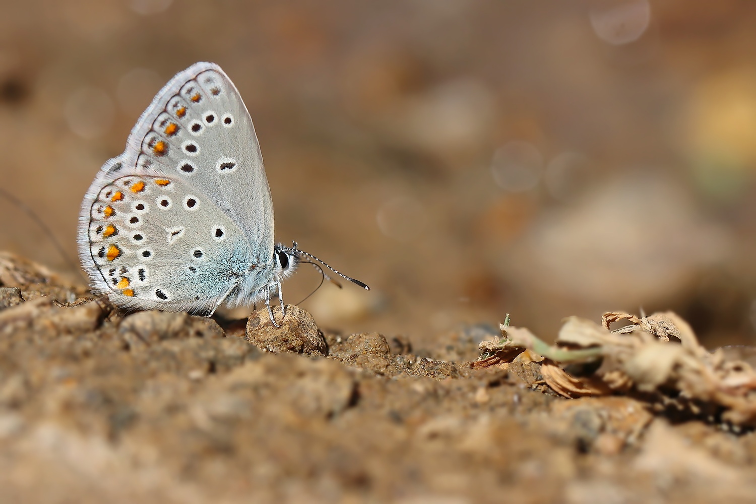 Plebejus zephyrinus-Turkmenistan Zephyr Blue  