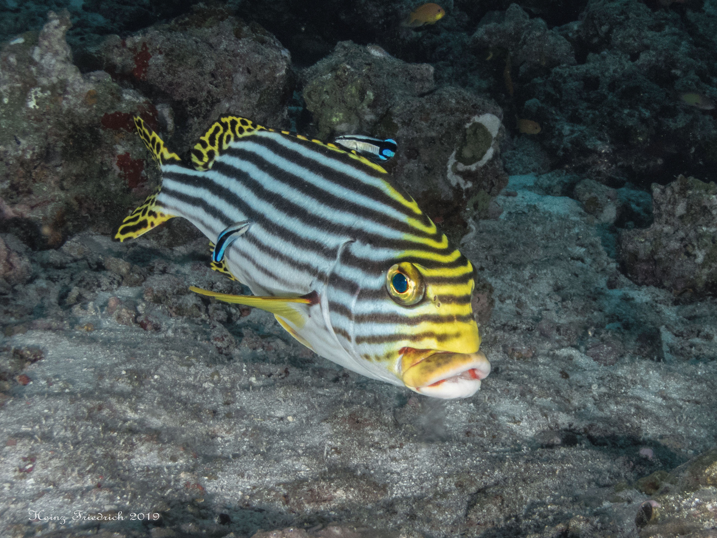 Plectorhinchus Orientalis