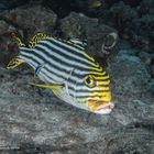 Plectorhinchus Orientalis