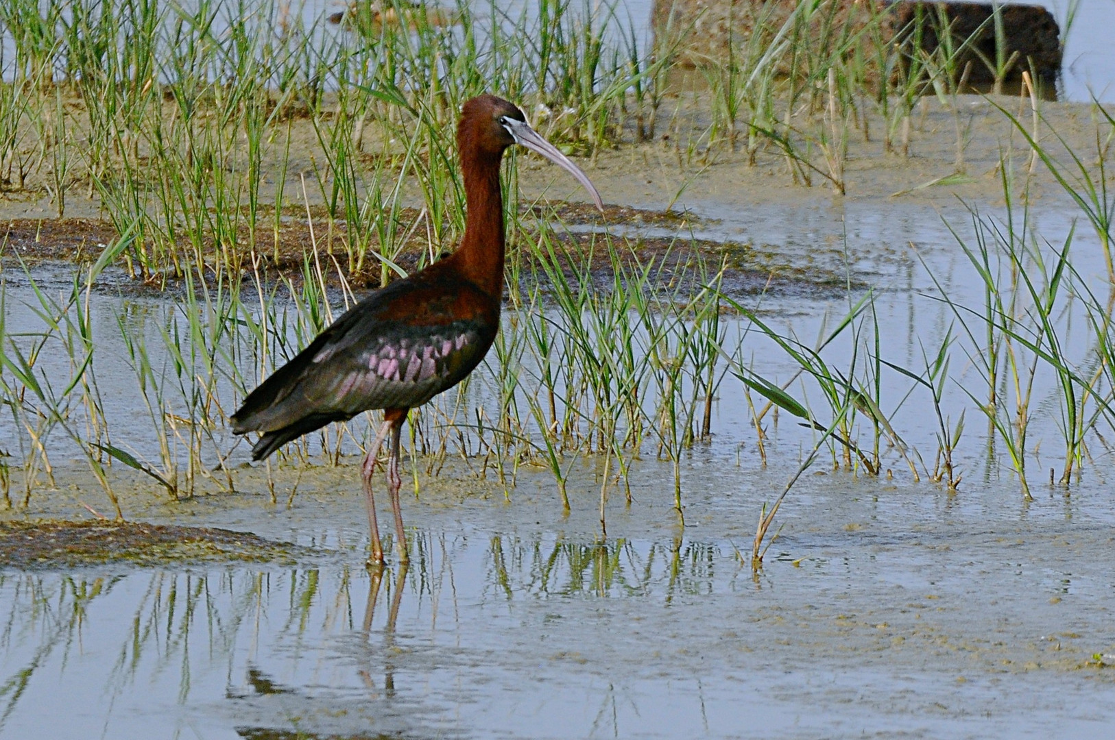 Plegadis falcinellus