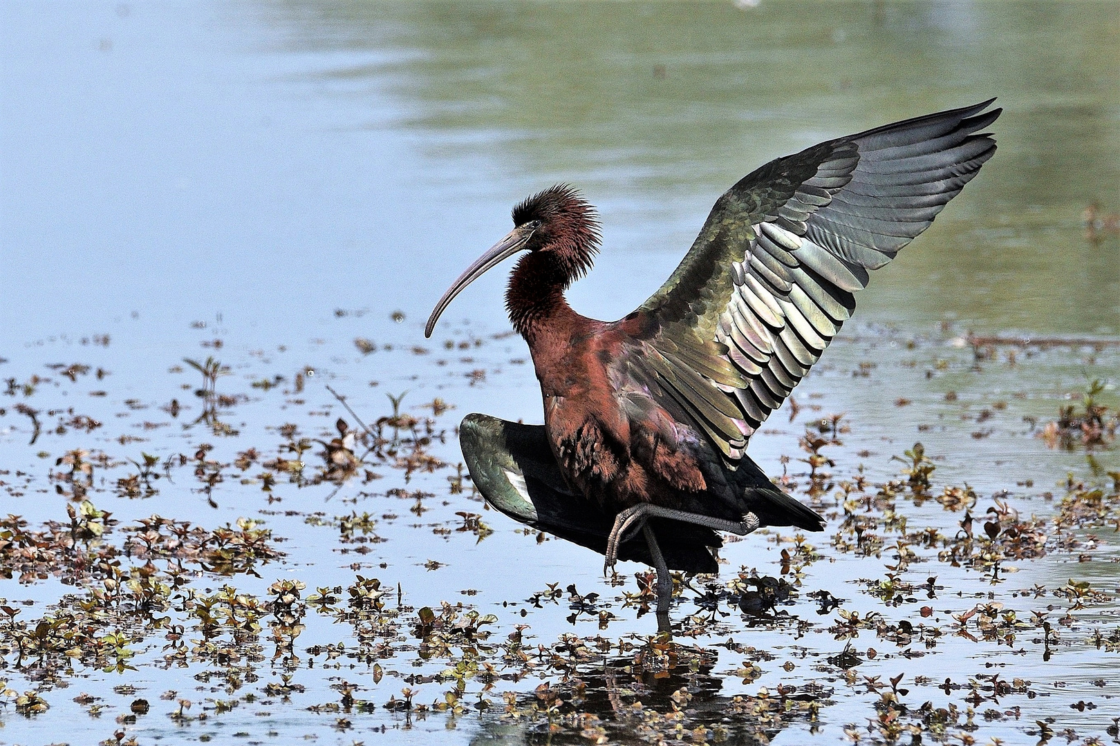 Plegadus Falcinellus Sacro