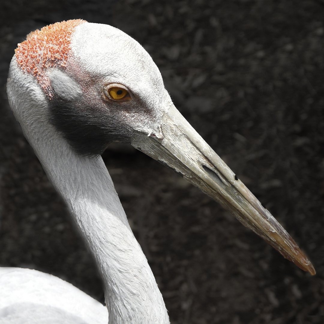 Plein cadre sur un Brolga!