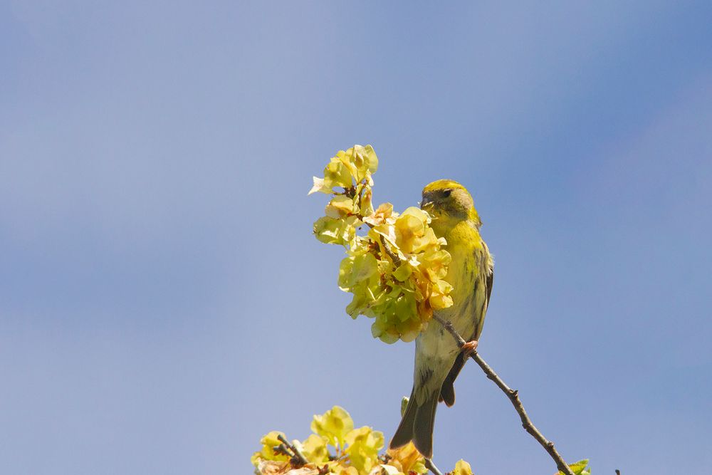 Plein de pollen