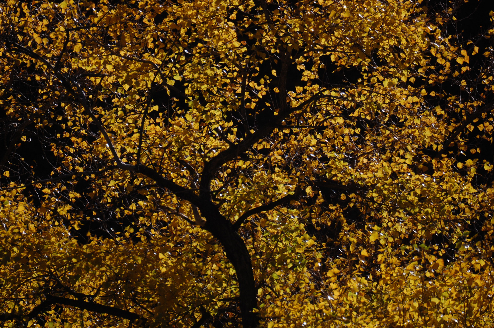 plein feu sur l'automne