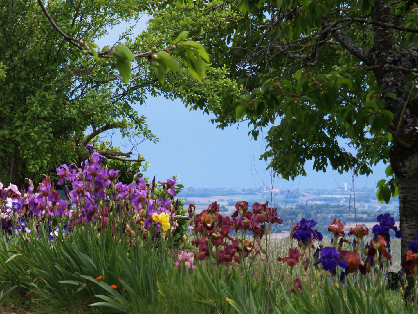 Plein les iris… !  Vue sur la vallée de la Baïse  --  Ein Iris-Schmaus : Sicht über das Baïse-Tal