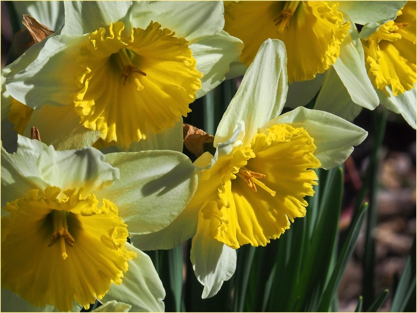 Plein printemps dans le jardin