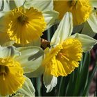 Plein printemps dans le jardin