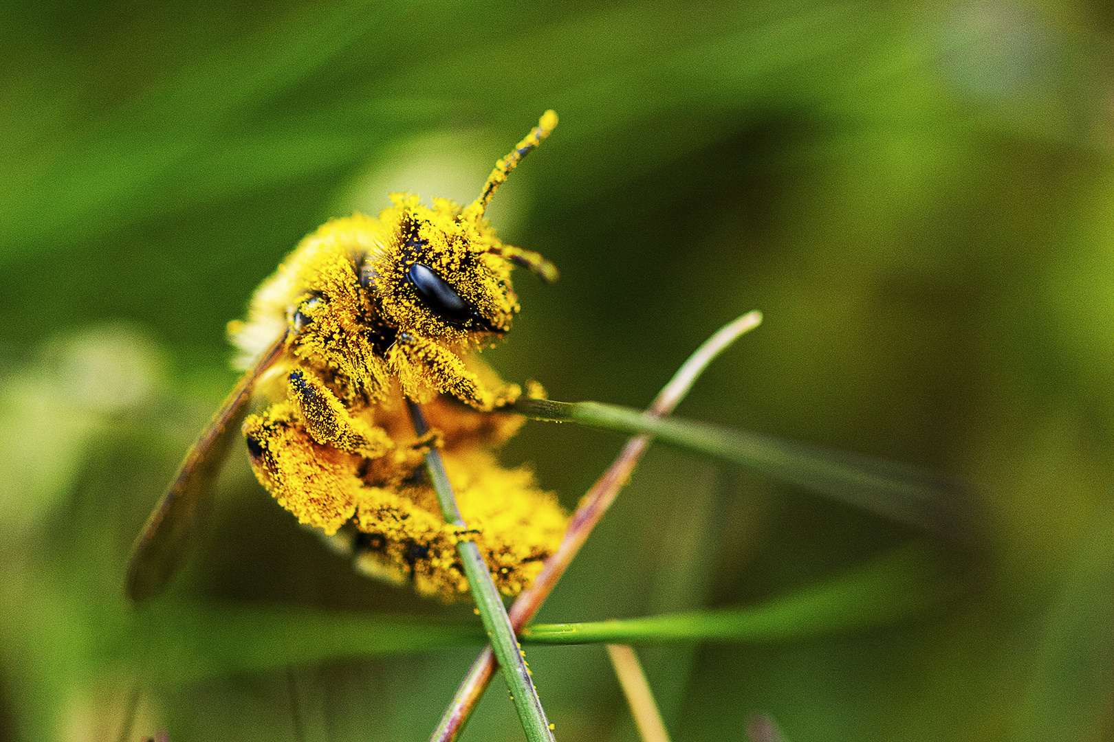 Pleine de Pollen