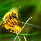 Pleine de Pollen