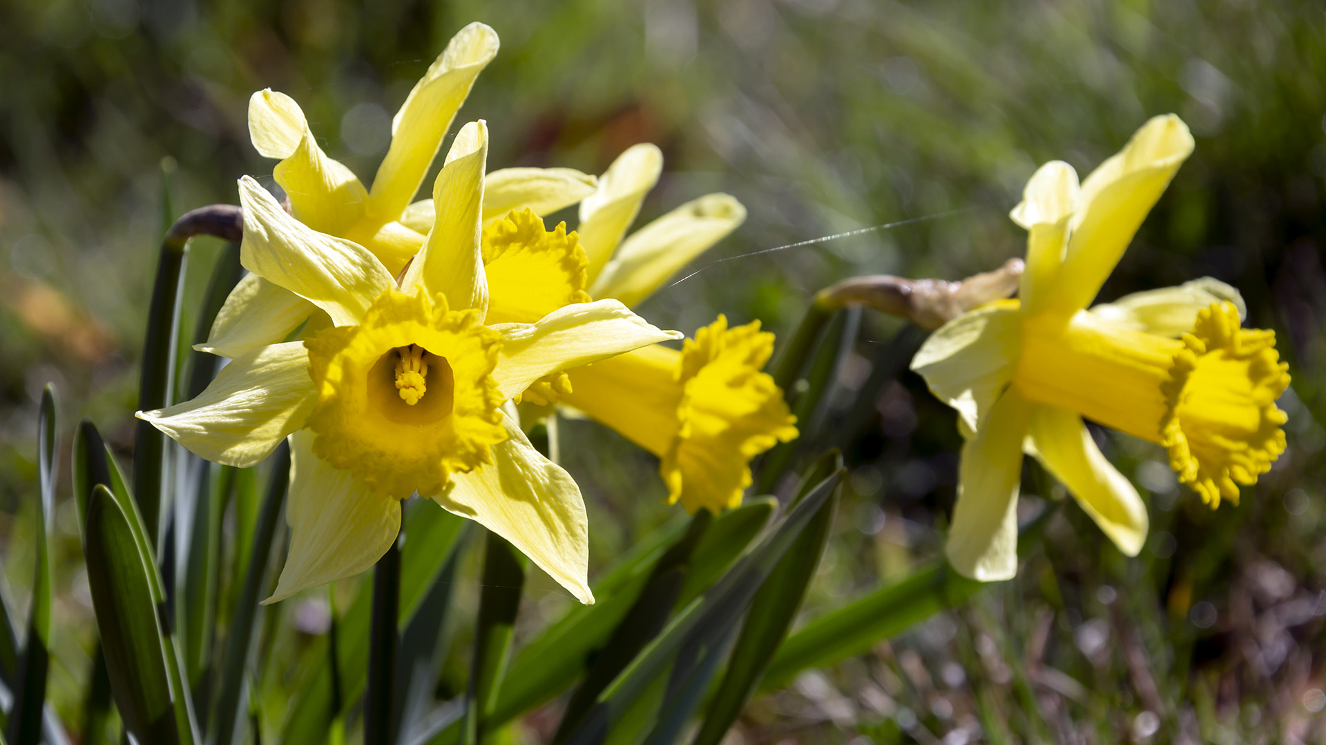 Pleine floraison