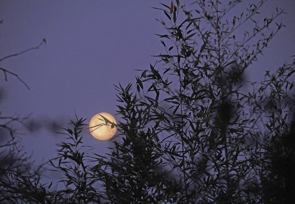 Pleine lune de février aux bambous