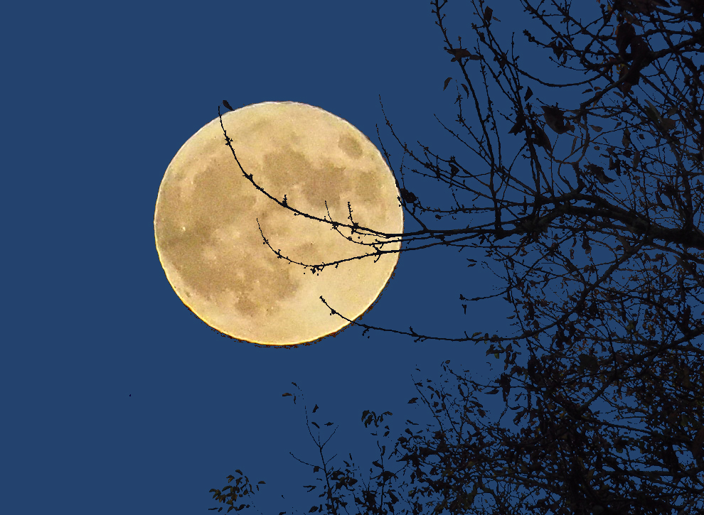 Pleine lune du 31 octobre et branches de cerisier