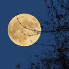 Pleine lune du 31 octobre et branches de cerisier